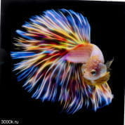 53081 Стеклянная картина Электрическая рыба 100х100см Kare Design
