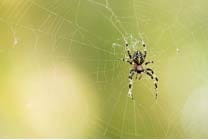 Spider Silk из гидрогеля