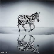 51814 Фотография Стакан Savanne Zebra 120x120 Kare Design