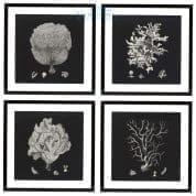 106545 Prints EC191 Black & Tan Corals set of 4  Eichholtz