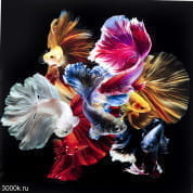 53082 Картина на стекле Разноцветная стая рыбок 120х120см Kare Design