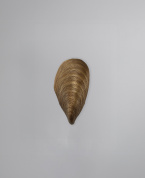 Коллекция Porta Romana Mussel
