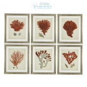 111741 Prints EC258 Antique Red Corals set of 6 Eichholtz