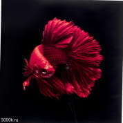 53085 Картина из стекла Огненная Рыба 100х100см Kare Design