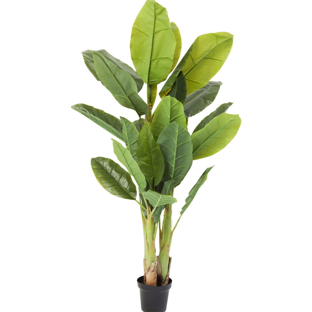 Декоративный банан растение
