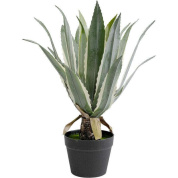 55925 Agave 50cm Kare design искусственное растение