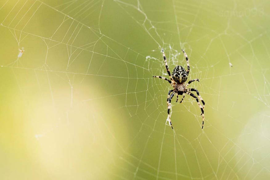 Spider Silk из гидрогеля