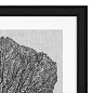 112752 Prints Shadow Sea Fans set of 4 Распечатать Eichholtz