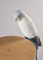 Ароматическая свеча с фарфоровым попугаем Parrot's Scented Treasure Lladro, голубая 01040193 — фото 4