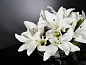 ETERNITY ROUND LILIUM Искусственное растение VGnewtrend — фото 1