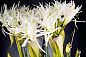 ETERNITY RECTANGULAR SPIDERLILLY среднее цветочное украшение, VGnewtrend — фото 3