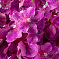 Искусственное растение Vanda Orchids Eichholtz 119285 — фото 1