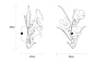 Настенный светильник SERIP Blossom Sillage — фото 1