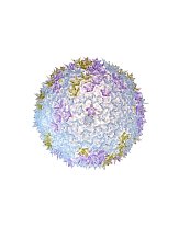 Bloom C1, лавандовый