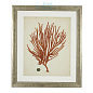 111741 Prints EC258 Antique Red Corals set of 6 Eichholtz