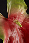 NEW ANTHURIUM GIANT искусственное растение, VGnewtrend — фото 2