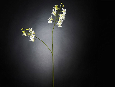 DENDROBIUM Полиэстер Искусственное растение VGnewtrend