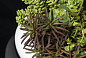 FAT PLANT MIX Цветочная композиция с керамической вазой VGnewtrend