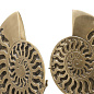 113731 Object Ammonite set of 2 Объект Eichholtz