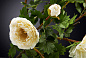 PEONIA Полиэстер Искусственное растение VGnewtrend — фото 1