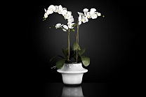 ATOLLO 2 WITH PHALENOPSIS MEDIUM среднее цветочное украшение, VGnewtrend