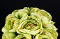 ETERNITY MINIMES RANUNCULUS BOUQUET малое цветочное украшение, VGnewtrend — фото 10