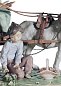 Фарфоровая скульптура детей в повозке с осликом Enchanted Outing Lladro, лимитированная серия 01001797 — фото 3