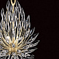 881640-1 Lily Buds 19" Round Pendant подвесной светильник, Fine Art Lamps