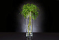 ETERNITY CILYNDER GREEN BALL TILL Цветочная композиция со стеклянной вазой VGnewtrend