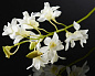 DENDROBIUM Полиэстер Искусственное растение VGnewtrend — фото 1