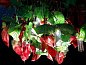 FLOWER POWER ANTHURIUM SQUARE Светодиодный потолочный светильник из муранского стекла VGnewtrend — фото 6