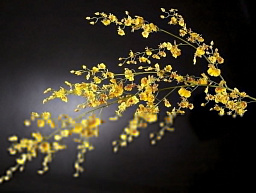 ONCIDIUM STEM Полиэстер Искусственное растение VGnewtrend