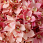 Искусственное растение Cymbidium Orchids Eichholtz 119282 — фото 2
