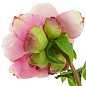 Искусственное растение Peonies Eichholtz 119278 — фото 5