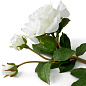 Искусственное растение Roses Eichholtz 119292 — фото 4