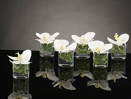 CUBO PHALENOPSIS Искусственное растение VGnewtrend