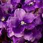Искусственное растение Vanda Orchids Eichholtz 119286 — фото 1