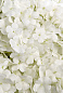 SNOWBALL MELANGE Искусственное растение VGnewtrend — фото 1