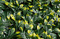 PITTOSPORUM зеленая стена из искусственных растений, VGnewtrend — фото 5
