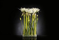 ETERNITY RECTANGULAR SPIDERLILLY среднее цветочное украшение, VGnewtrend