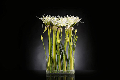 ETERNITY RECTANGULAR SPIDERLILLY среднее цветочное украшение, VGnewtrend