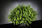 EUCALYPTUS Искусственное растение VGnewtrend — фото 1