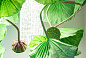 FLOWER POWER LOTUS DICHONDRA SQUARE Светодиодный потолочный светильник из муранского стекла VGnewtrend — фото 3