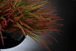 ANASTASIA SLIMPINE Цветочная композиция со стеклянной вазой VGnewtrend