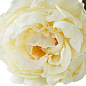 Искусственное растение Peonies Eichholtz 119279 — фото 5