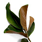 Искусственное растение Magnolia Leaves Eichholtz 119289 — фото 4