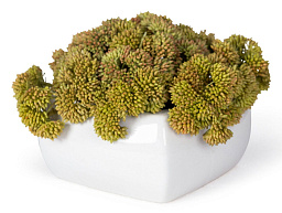1142557.29 VGnewtrend Sedum Цветочная композиция с керамической вазой