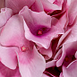Искусственное растение Hydrangeas Eichholtz 119281 — фото 3