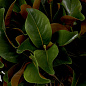 Искусственное растение Magnolia Leaves Eichholtz 119289 — фото 2
