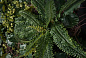 LOTUS LEAF WALL Растительная рамка VGnewtrend — фото 1